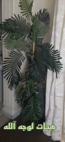 jzam-mstaamlshjr-shtl-zraa-snaaay-big-1