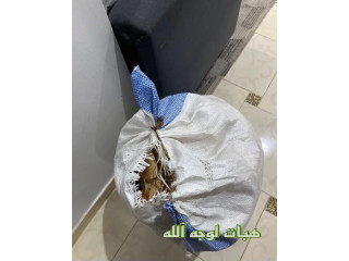 خبز للمواشي مجانا لوجه الله المدينه المنوره