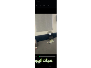 دواليب ايكيا وحلسة صالة ومساند ظهر